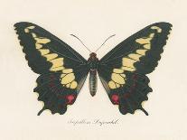 Natures Butterfly VI-Wild Apple Portfolio-Art Print