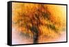 Wild Apple Tree-Ursula Abresch-Framed Stretched Canvas