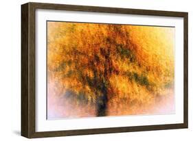 Wild Apple Tree-Ursula Abresch-Framed Photographic Print