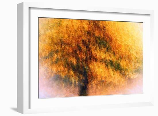 Wild Apple Tree-Ursula Abresch-Framed Photographic Print