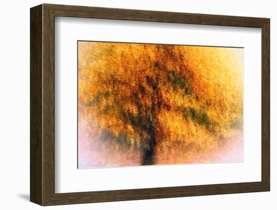 Wild Apple Tree-Ursula Abresch-Framed Photographic Print