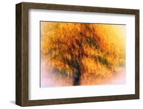 Wild Apple Tree-Ursula Abresch-Framed Photographic Print