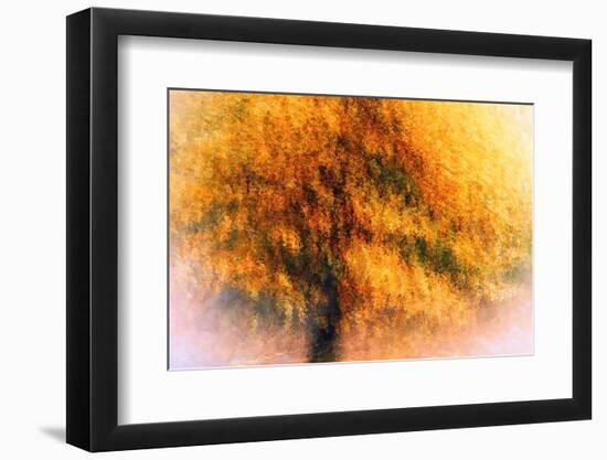 Wild Apple Tree-Ursula Abresch-Framed Photographic Print