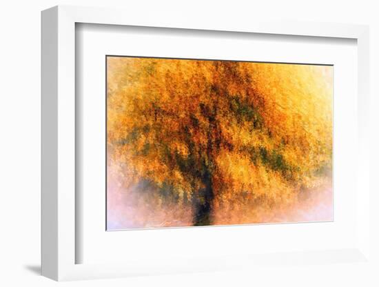 Wild Apple Tree-Ursula Abresch-Framed Photographic Print