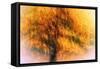 Wild Apple Tree-Ursula Abresch-Framed Stretched Canvas