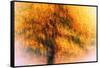 Wild Apple Tree-Ursula Abresch-Framed Stretched Canvas