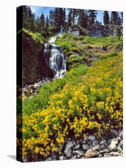 Wild Arnica Flowers below Vidae Falls-Steve Terrill-Stretched Canvas