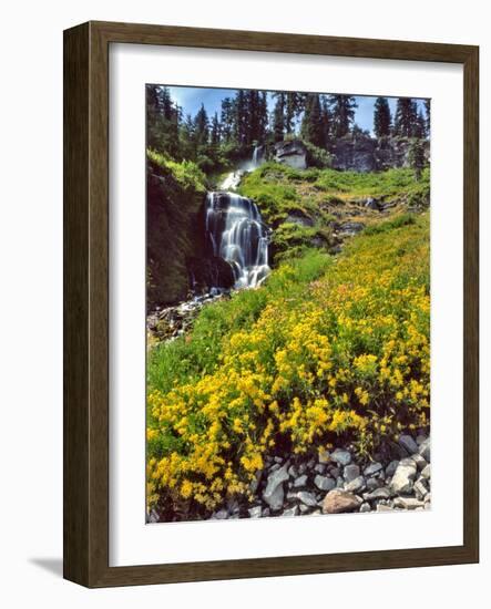 Wild Arnica Flowers below Vidae Falls-Steve Terrill-Framed Photographic Print