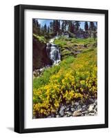 Wild Arnica Flowers below Vidae Falls-Steve Terrill-Framed Photographic Print