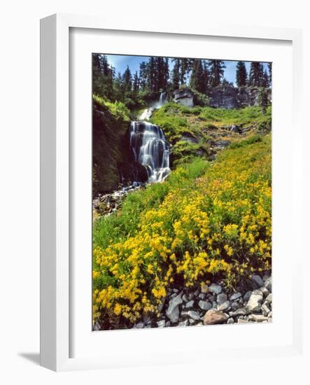 Wild Arnica Flowers below Vidae Falls-Steve Terrill-Framed Photographic Print