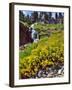 Wild Arnica Flowers below Vidae Falls-Steve Terrill-Framed Photographic Print