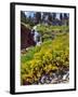 Wild Arnica Flowers below Vidae Falls-Steve Terrill-Framed Photographic Print