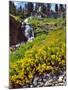 Wild Arnica Flowers below Vidae Falls-Steve Terrill-Mounted Photographic Print