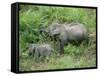 Wild Asian Elephant, Elephas Maximus, Feeding, Kaziranga National Park, Assam, India, Asia-Ann & Steve Toon-Framed Stretched Canvas