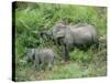 Wild Asian Elephant, Elephas Maximus, Feeding, Kaziranga National Park, Assam, India, Asia-Ann & Steve Toon-Stretched Canvas