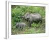 Wild Asian Elephant, Elephas Maximus, Feeding, Kaziranga National Park, Assam, India, Asia-Ann & Steve Toon-Framed Photographic Print