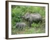 Wild Asian Elephant, Elephas Maximus, Feeding, Kaziranga National Park, Assam, India, Asia-Ann & Steve Toon-Framed Photographic Print