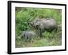 Wild Asian Elephant, Elephas Maximus, Feeding, Kaziranga National Park, Assam, India, Asia-Ann & Steve Toon-Framed Photographic Print