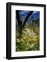 Wild asters, Blue Ridge Parkway, Smoky Mountains, USA.-Anna Miller-Framed Photographic Print