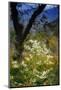 Wild asters, Blue Ridge Parkway, Smoky Mountains, USA.-Anna Miller-Mounted Photographic Print