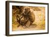 Wild Baboons, Cape Town, South Africa, Africa-Laura Grier-Framed Photographic Print