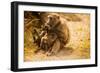 Wild Baboons, Cape Town, South Africa, Africa-Laura Grier-Framed Photographic Print