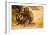 Wild Baboons, Cape Town, South Africa, Africa-Laura Grier-Framed Photographic Print