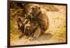 Wild Baboons, Cape Town, South Africa, Africa-Laura Grier-Framed Photographic Print