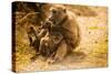 Wild Baboons, Cape Town, South Africa, Africa-Laura Grier-Stretched Canvas