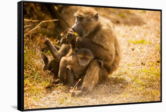 Wild Baboons, Cape Town, South Africa, Africa-Laura Grier-Framed Stretched Canvas