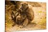 Wild Baboons, Cape Town, South Africa, Africa-Laura Grier-Stretched Canvas