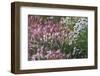 Wild barley (Hardeuom), Anadyr, Chukotka Autonomous Okrug, Russia-Keren Su-Framed Photographic Print