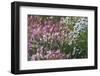 Wild barley (Hardeuom), Anadyr, Chukotka Autonomous Okrug, Russia-Keren Su-Framed Photographic Print