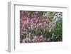 Wild barley (Hardeuom), Anadyr, Chukotka Autonomous Okrug, Russia-Keren Su-Framed Photographic Print