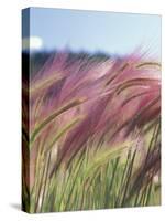Wild Barley-Michele Westmorland-Stretched Canvas