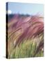 Wild Barley-Michele Westmorland-Stretched Canvas