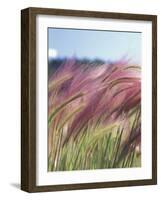 Wild Barley-Michele Westmorland-Framed Photographic Print