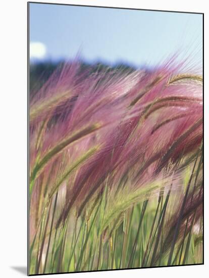 Wild Barley-Michele Westmorland-Mounted Photographic Print