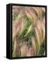 Wild Barley-Michele Westmorland-Framed Stretched Canvas