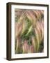 Wild Barley-Michele Westmorland-Framed Photographic Print