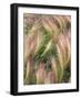 Wild Barley-Michele Westmorland-Framed Photographic Print