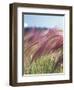 Wild Barley-Michele Westmorland-Framed Photographic Print