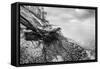 Wild Beach with Fallen Tree and Cliffs on a Winter, Cloudy Day. Waves on the Sea. Black and White.-Michal Bednarek-Framed Stretched Canvas
