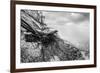 Wild Beach with Fallen Tree and Cliffs on a Winter, Cloudy Day. Waves on the Sea. Black and White.-Michal Bednarek-Framed Photographic Print