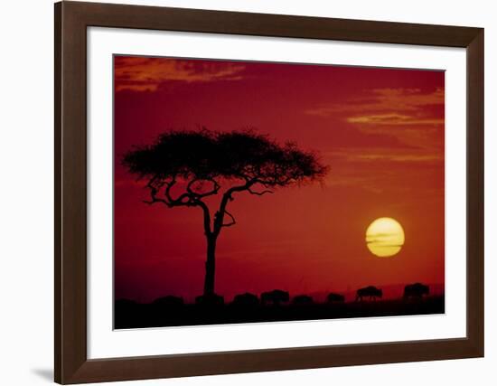 Wild Beast Migration, Masai Mara, Kenya-Dee Ann Pederson-Framed Art Print