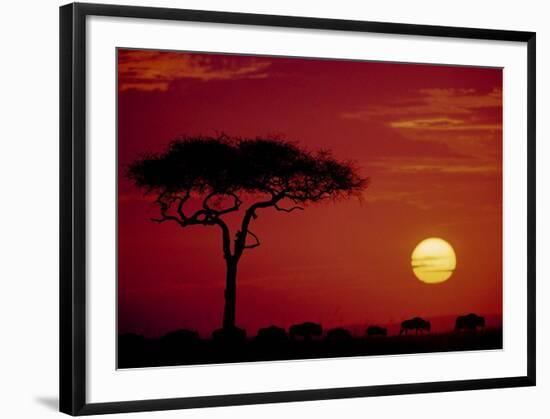 Wild Beast Migration, Masai Mara, Kenya-Dee Ann Pederson-Framed Art Print