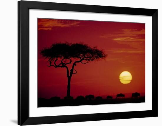 Wild Beast Migration, Masai Mara, Kenya-Dee Ann Pederson-Framed Art Print