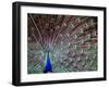 Wild Beauty I-Gail Peck-Framed Premium Photographic Print