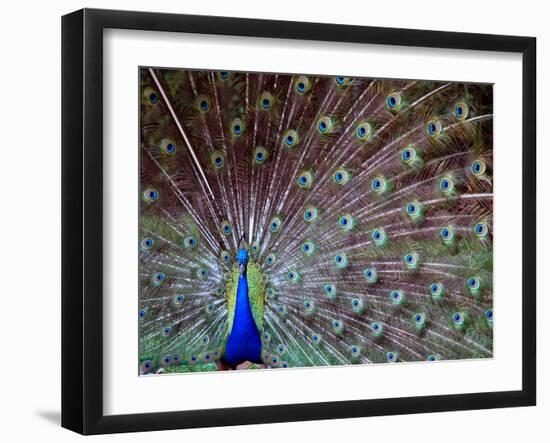 Wild Beauty I-Gail Peck-Framed Photographic Print