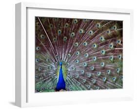 Wild Beauty I-Gail Peck-Framed Photographic Print